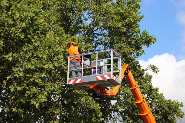 Best Tree Maintenance Programs  in Blaine, WA